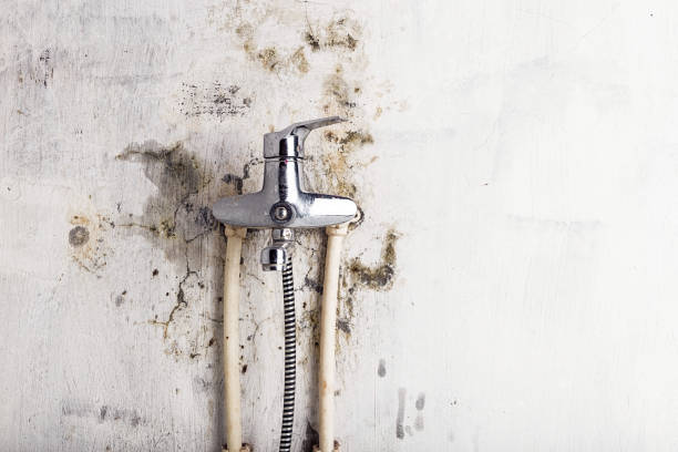Best Mold Testing and Inspection Services in Wells Branch, TX