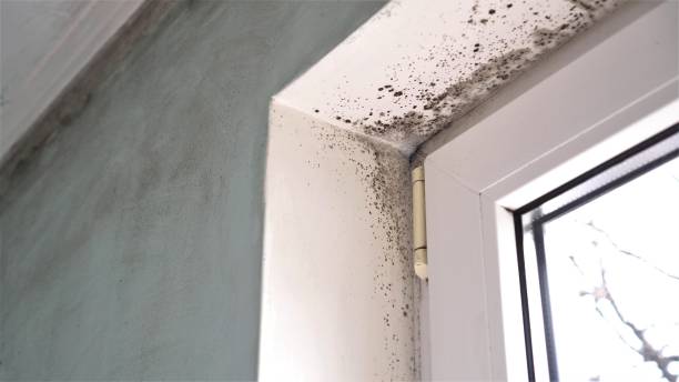 Best Post-Flood Mold Remediation in Wells Branch, TX