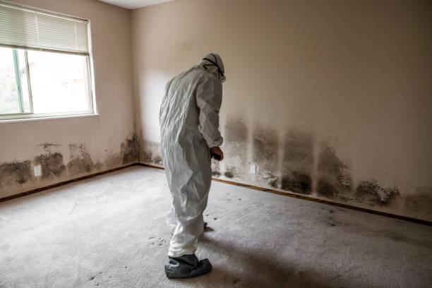 Best Residential Mold Remediation in Wells Branch, TX