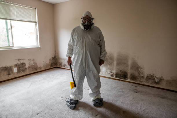 Best HVAC Mold Remediation in Wells Branch, TX