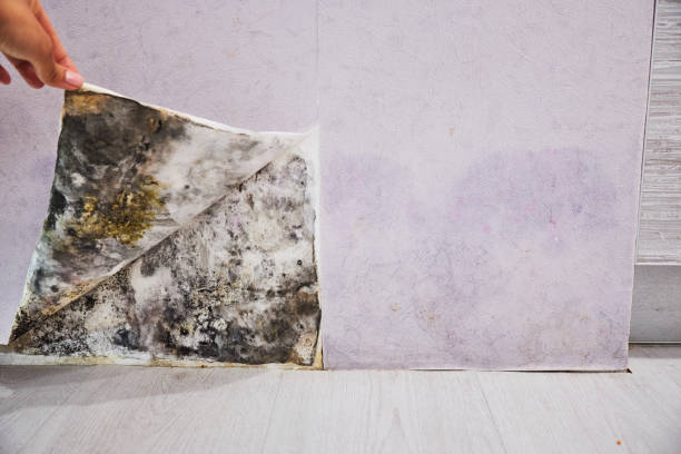 Best Mold Remediation for Specific Building Types in Wells Branch, TX